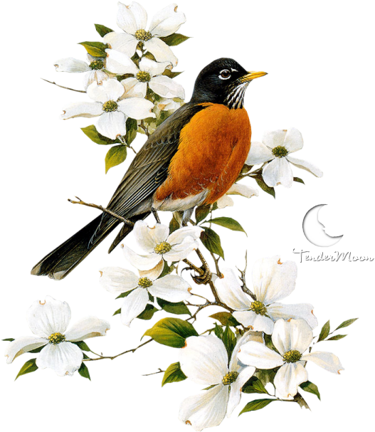American Robin Png Pic - Birds And Butterflies Gif (582x651), Png Download