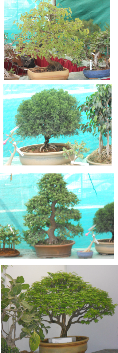 Sageretia Theezans (384x1150), Png Download