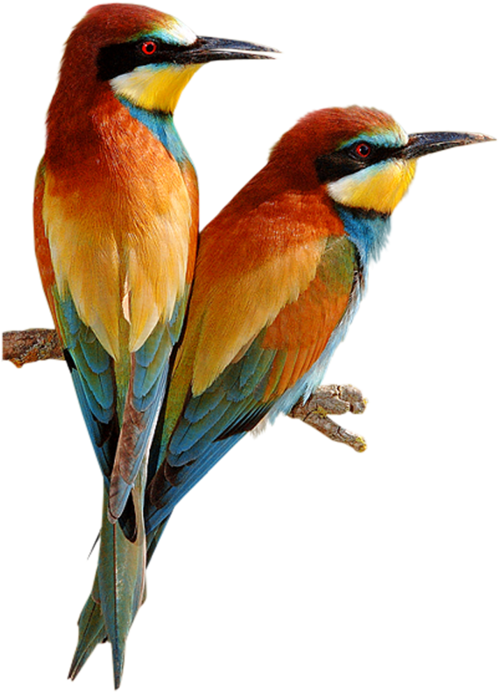 Pretty Birds - Bee Eater Bird Png (1024x1024), Png Download