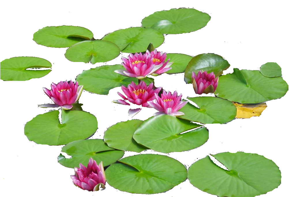 Photo Lillies22 - Sacred Lotus (1023x682), Png Download