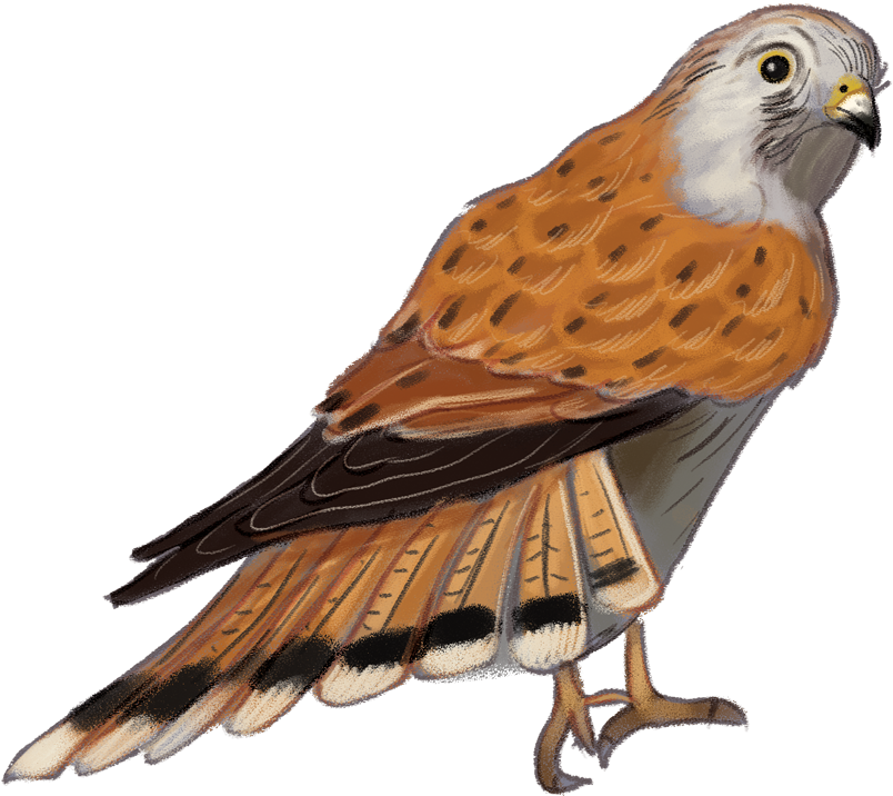 Nankeen-kestrel - Hawk (1000x963), Png Download