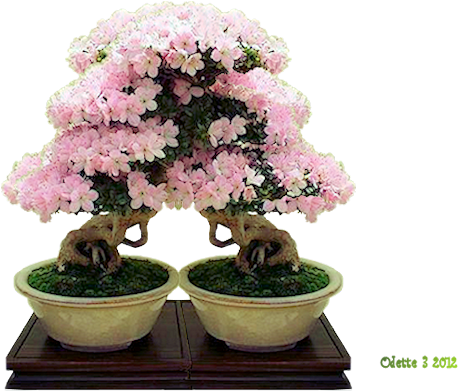 Bonsai-png - Azalea (650x488), Png Download