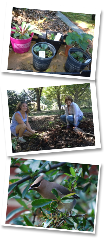 Birdfriendly - Yard (400x908), Png Download