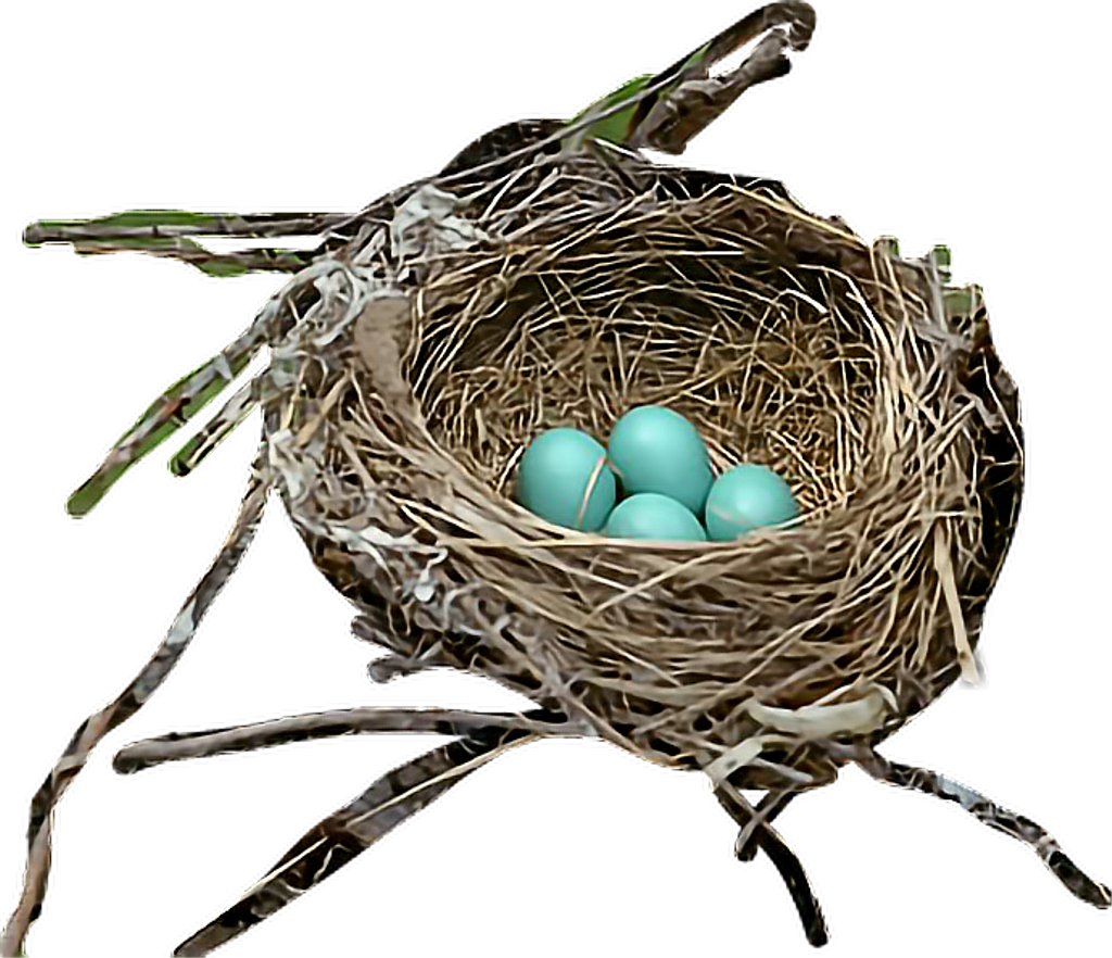 Nest (1024x882), Png Download