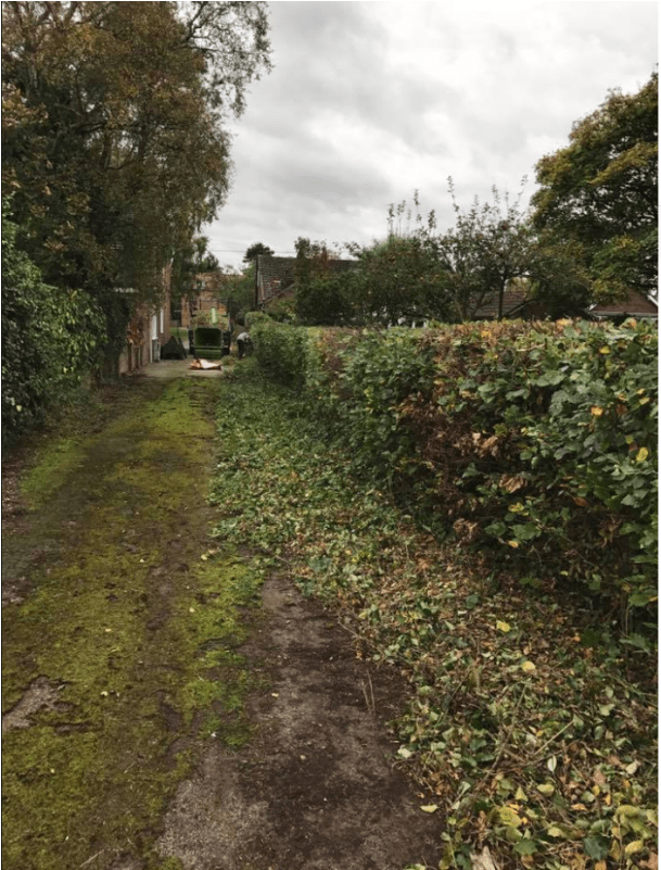 Hedge (800x800), Png Download