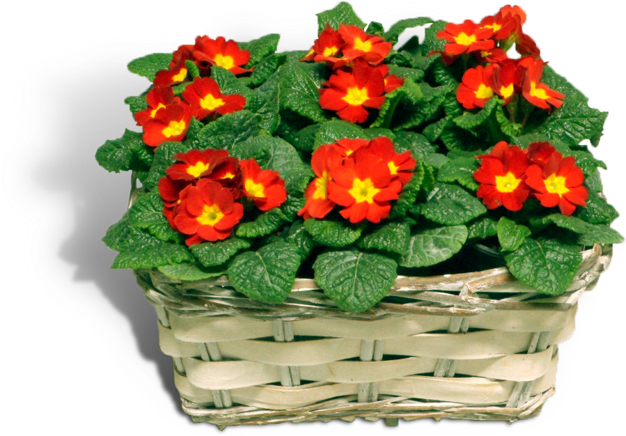 Related Image Water Plants, Cut Outs, Aquatic Plants, - Primrose (937x726), Png Download