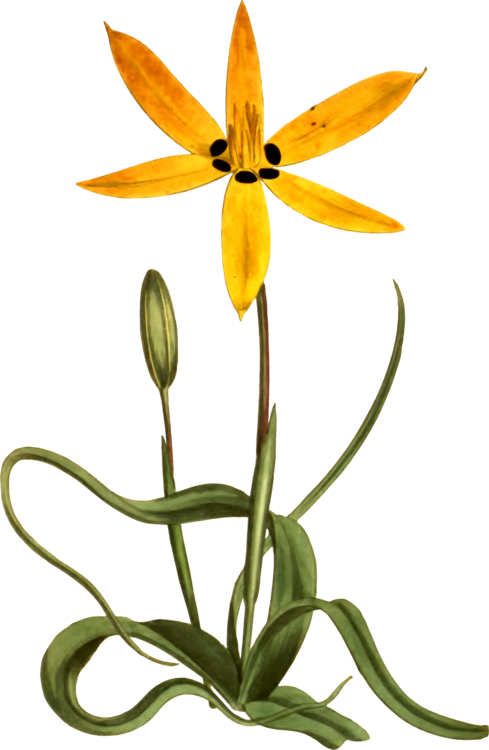 Yellow Flower Botany Common Daisy Drawing - Star Flower Clipart Png (489x750), Png Download