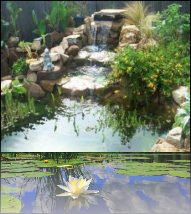 Placed Shrubbery Or Bushes For Easy Maintenance - Backyard Ponds (610x682), Png Download