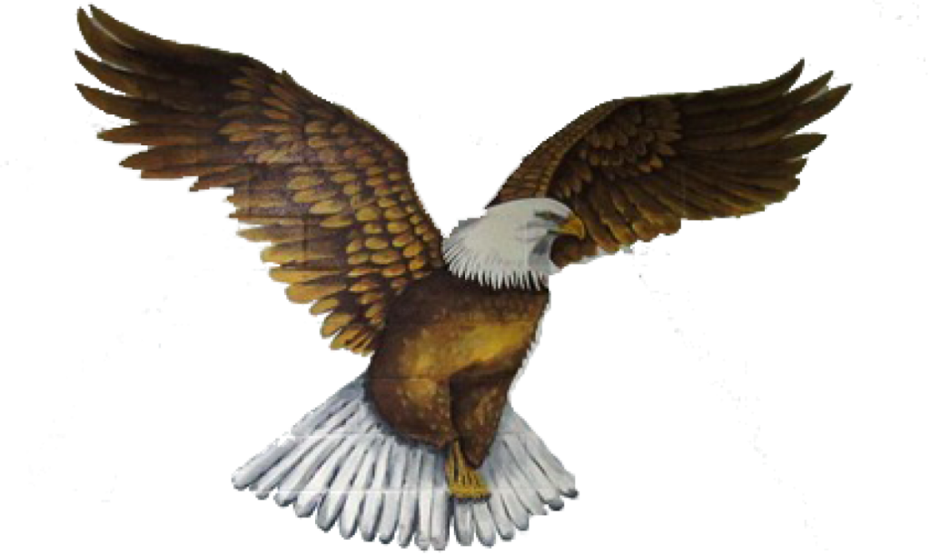 Cropped-empty - Bald Eagle (1024x611), Png Download