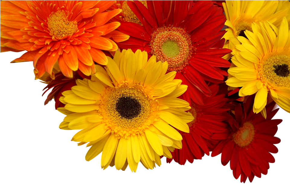 Chrysanthemum, Cuc Coins, Yellow, Orange, Red - Hoa Đồng Tiền Png (960x657), Png Download