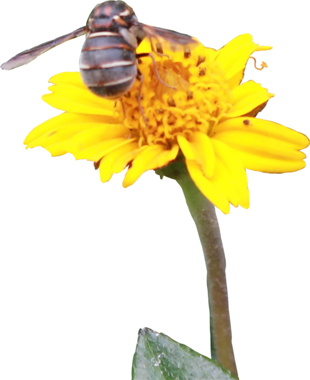 Report Abuse - Sunflower (1024x1254), Png Download