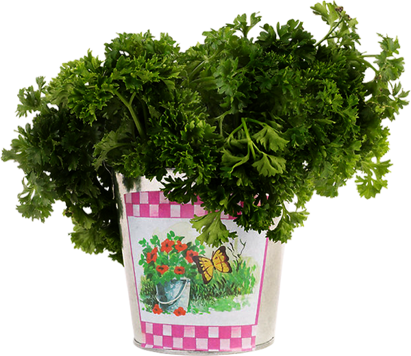 Persil - Flowerpot (600x520), Png Download