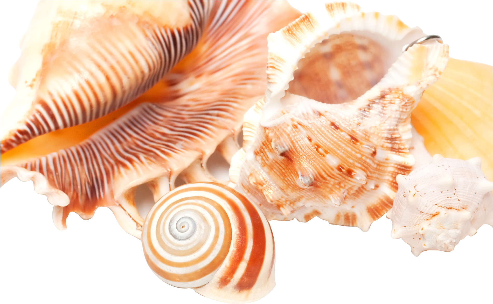 High Definition Television Seashell Highdefinition - Seashell (1900x1303), Png Download