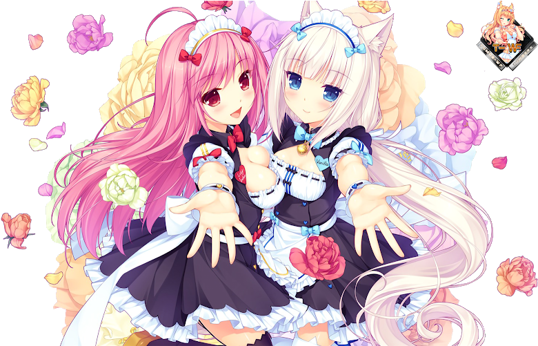 Nekopara Lily Index (800x500), Png Download