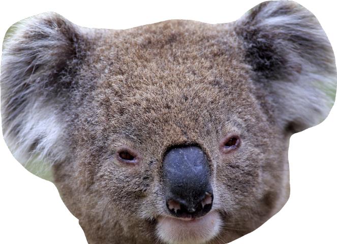 Koala (663x480), Png Download