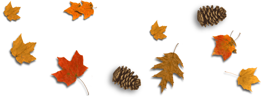 Http - //www - Stronge - Org - - Maple Leaf (930x350), Png Download