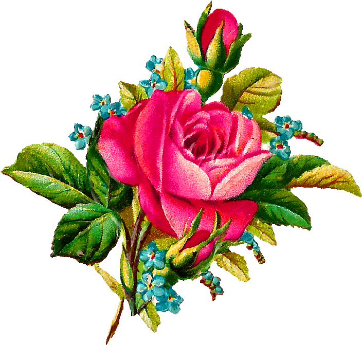 Collection Of High Quality Free Illustrations Ⓒ - Illustration In Rose Flower (779x758), Png Download
