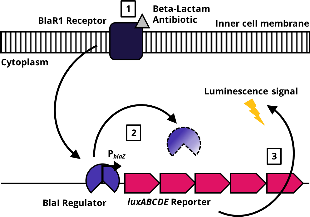 Overall Concept Showing The Components And The Molecular - Diagram (1045x694), Png Download