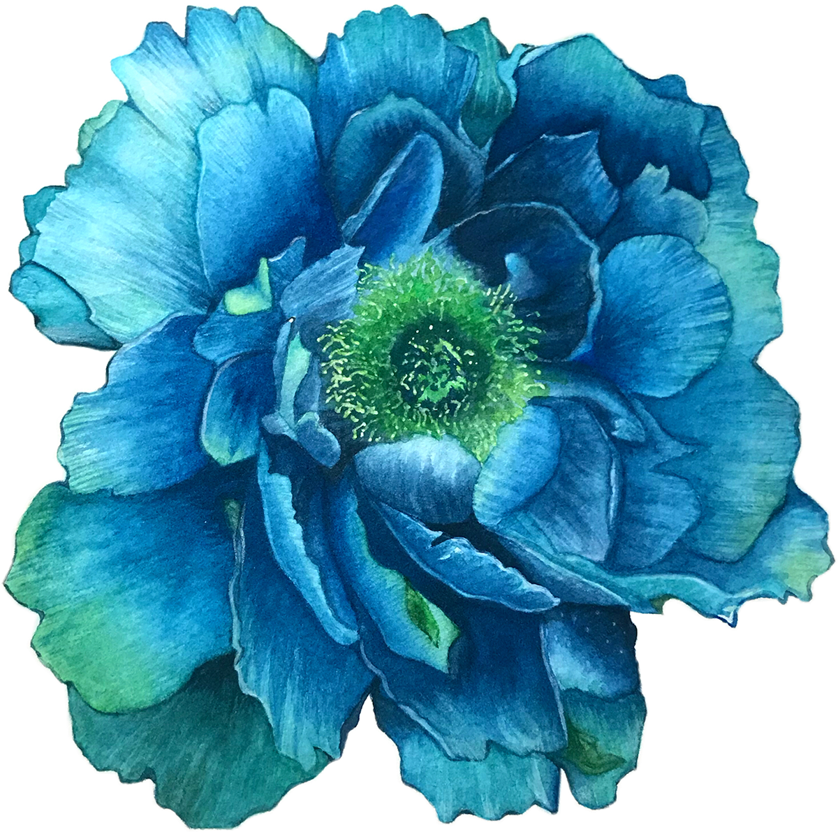 Save To Collection - Star Thistle (1200x1191), Png Download