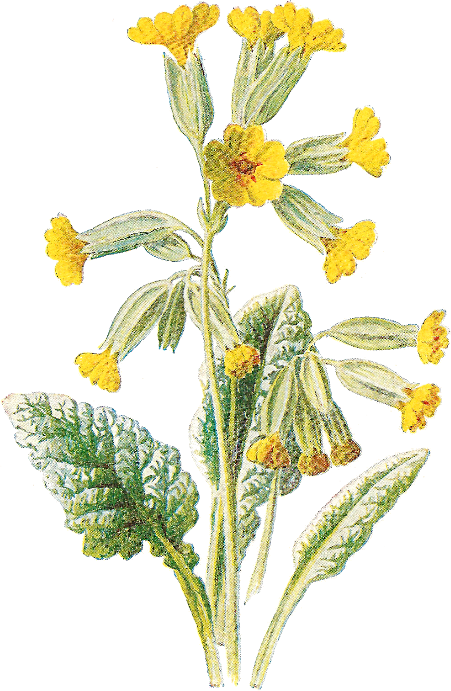 Flower Free Wildflower Botanical Artwork Digital Clip - Cowslip (1097x1600), Png Download