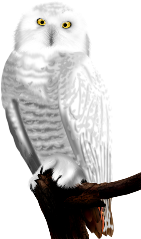 White Owls - البومة البيضاء (473x800), Png Download