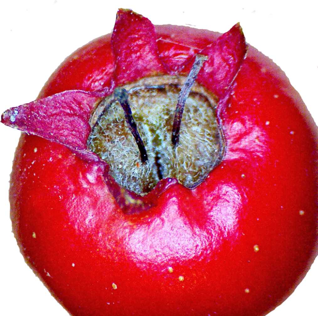 Two Styles Of Midland Hawthorn - Plum Tomato (1014x1008), Png Download