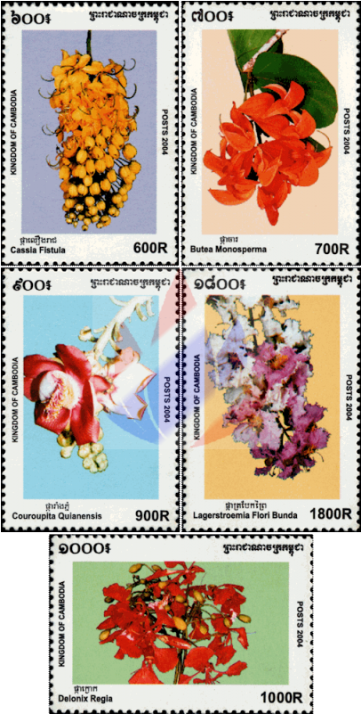 Coquelicot (800x800), Png Download