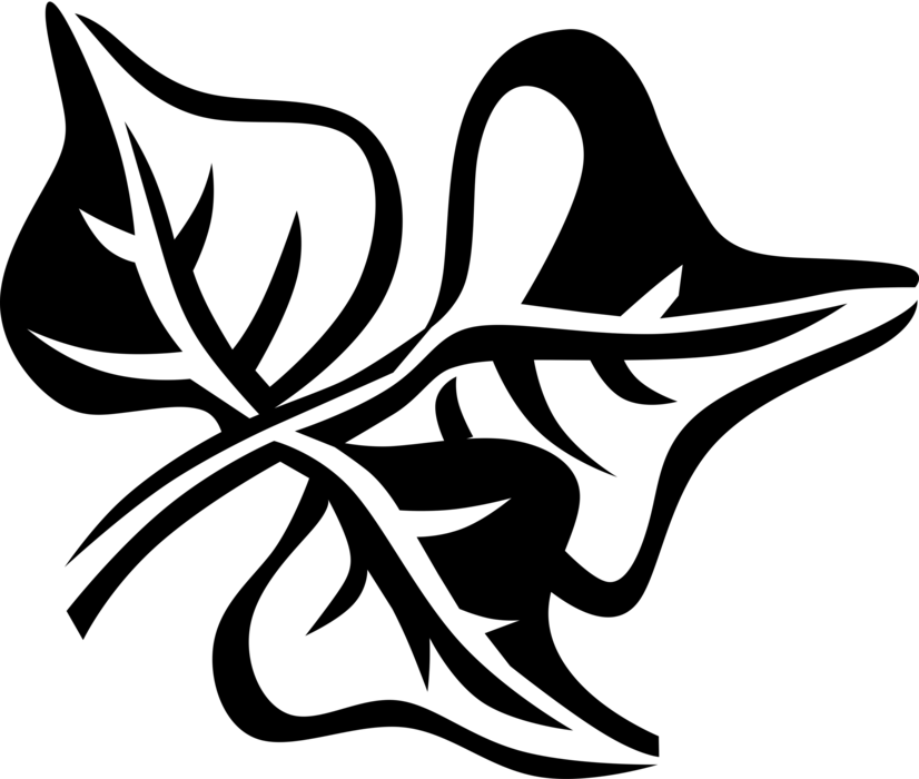 Vector Illustration Of Coral Bean Botanical Horticulture (826x700), Png Download