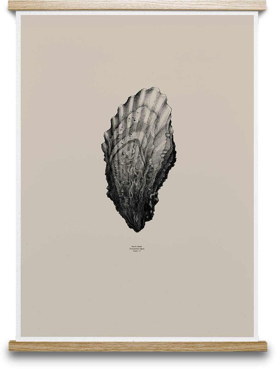 Vector Free Stock Oyster Sand Buy Prints Print Poster - Pine Cone Gray Paper Collective (900x1192), Png Download