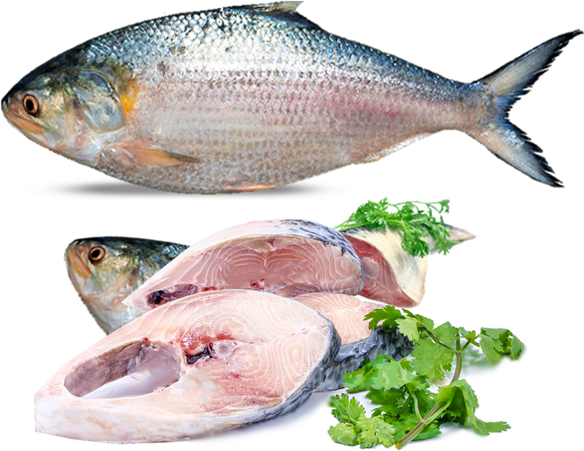Rm5 - - Hilsa Fish In Mumbai (600x600), Png Download