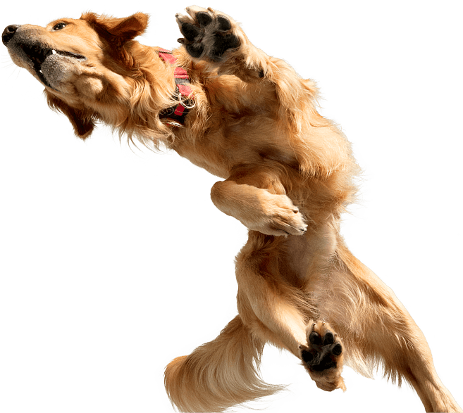 Golden - Dog Catches Something (680x620), Png Download