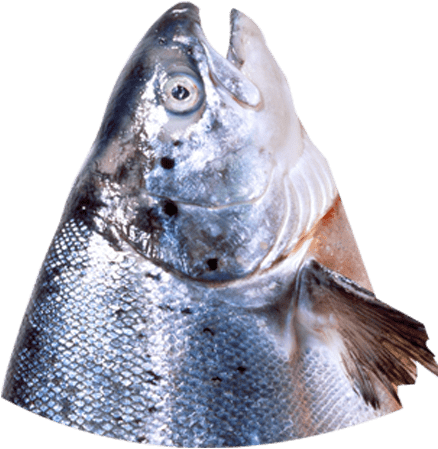 Fish Head - Fish Products (807x573), Png Download