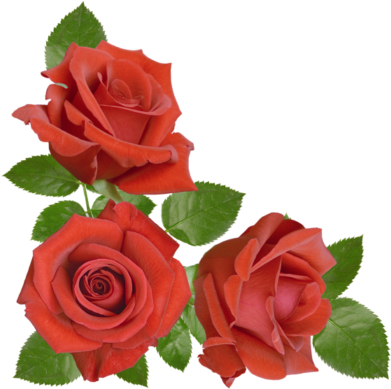 Red Rose - Floribunda (866x650), Png Download