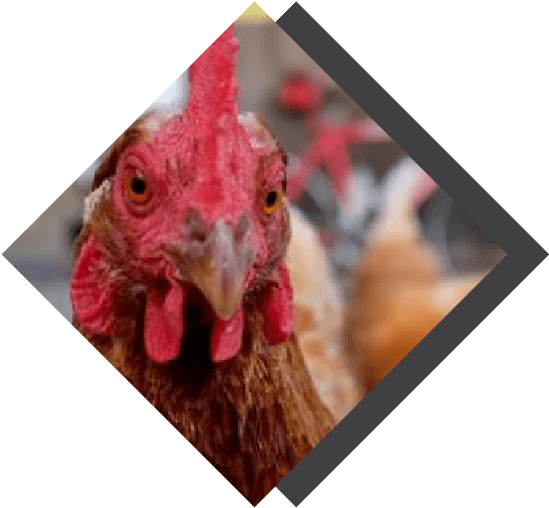 Through The Chicken & Egg Project - Rooster (572x541), Png Download