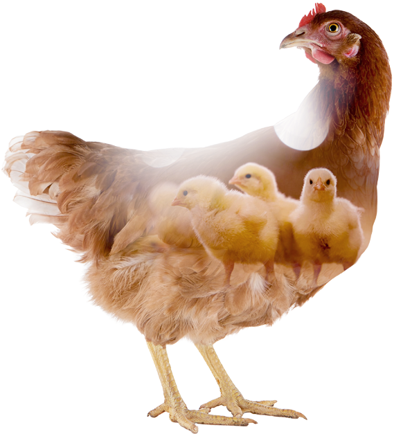 Chicken (578x637), Png Download