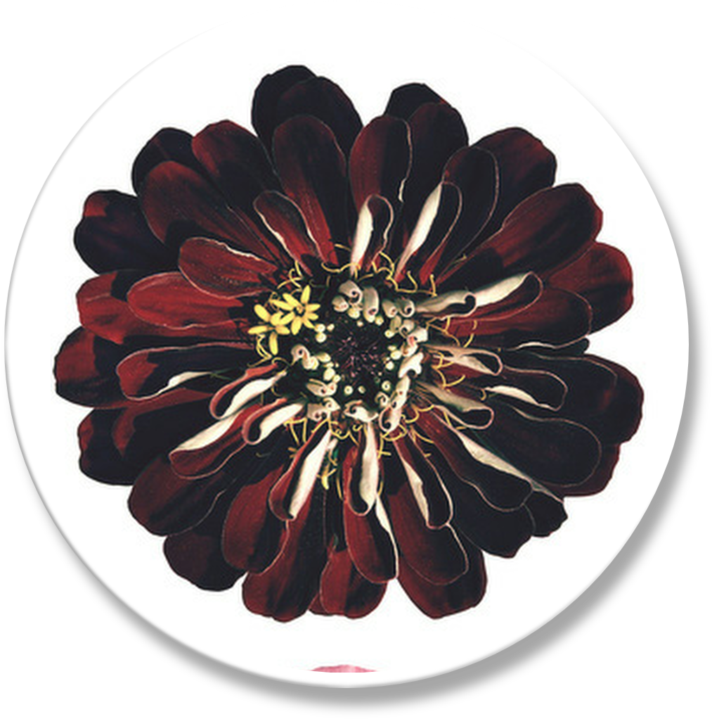 Vintage Flowers - Common Zinnia (1022x1026), Png Download