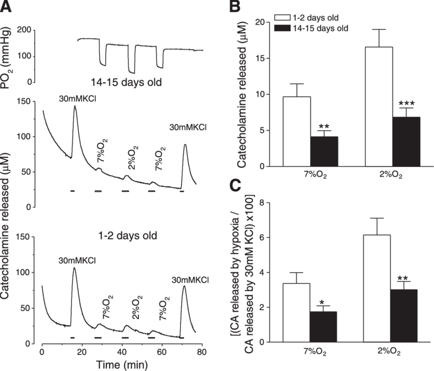 Secretion Of Ca In Response To Hypoxia From In Vitro - Diagram (850x727), Png Download