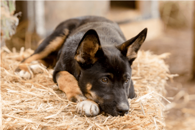 Donate To Petrescue - Companion Dog (638x638), Png Download