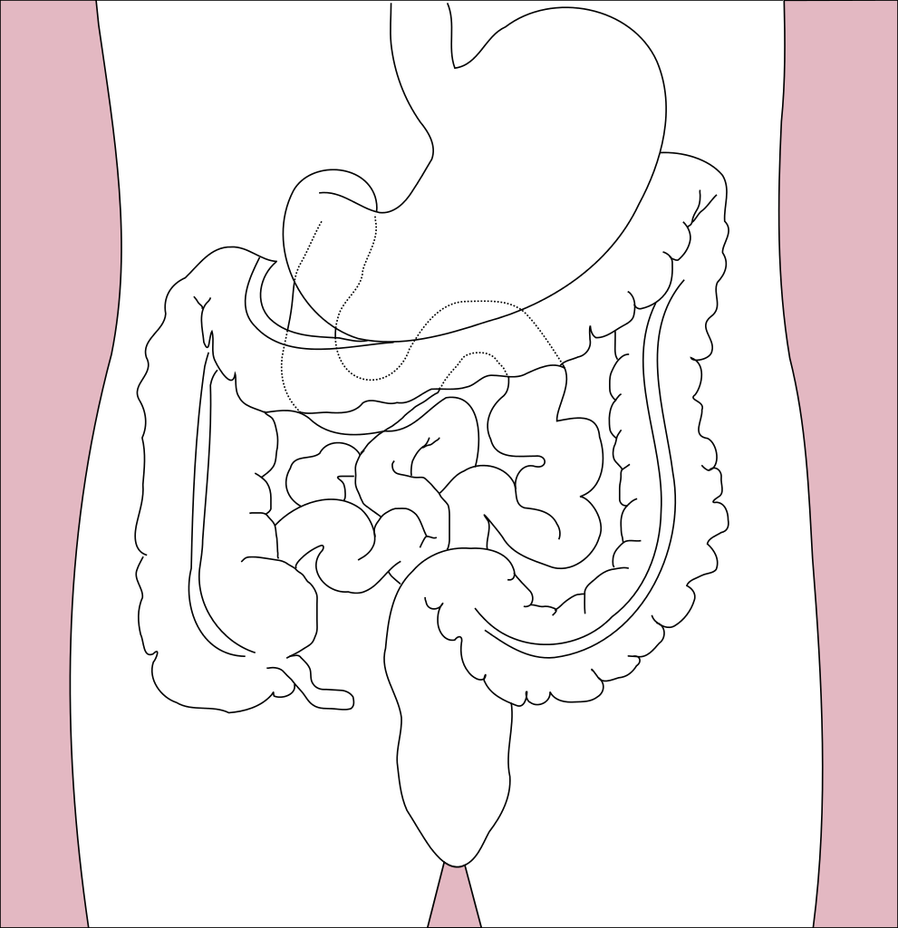991 X 1024 3 - Your Appendix Located (991x1024), Png Download