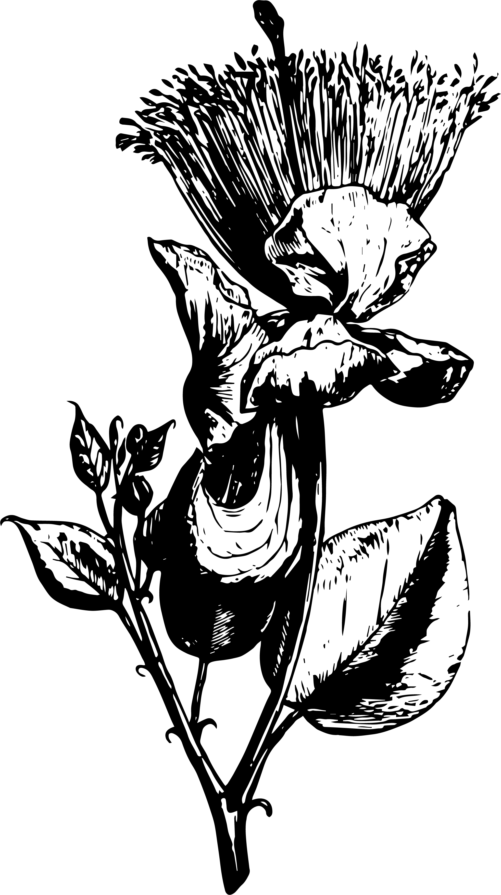 Vector Vintage Flora Illustrations Example Image - Illustration (2044x3648), Png Download