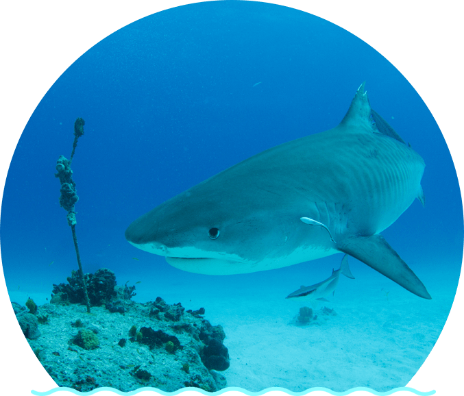 The Tiger Shark Is One Of The Largest Sharks In The - Tiger Shark (677x578), Png Download