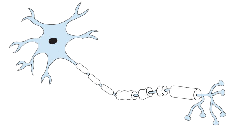 Diagram Of A Labeled Nerve Cell (945x497), Png Download