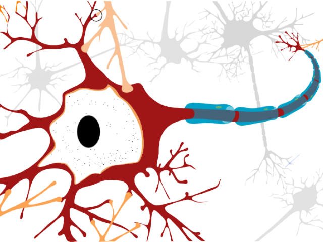 Motor Neurone Disease Cell (640x480), Png Download