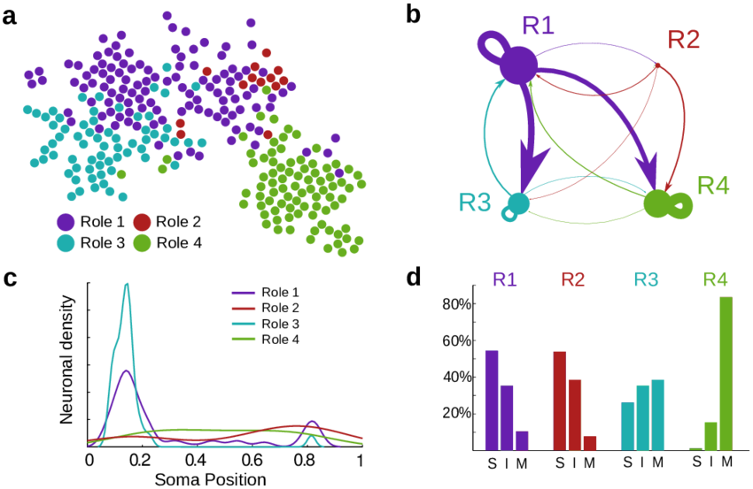 Clip Transparent Download Flow Roles For Neurons In - Diagram (850x553), Png Download