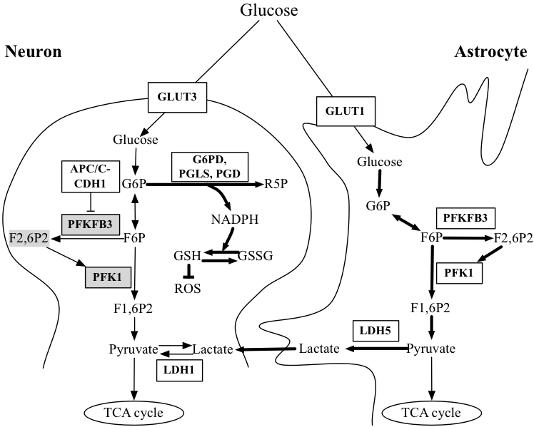 Overview Of The Neuron-astrocyte Glycolysis - Diagram (748x599), Png Download