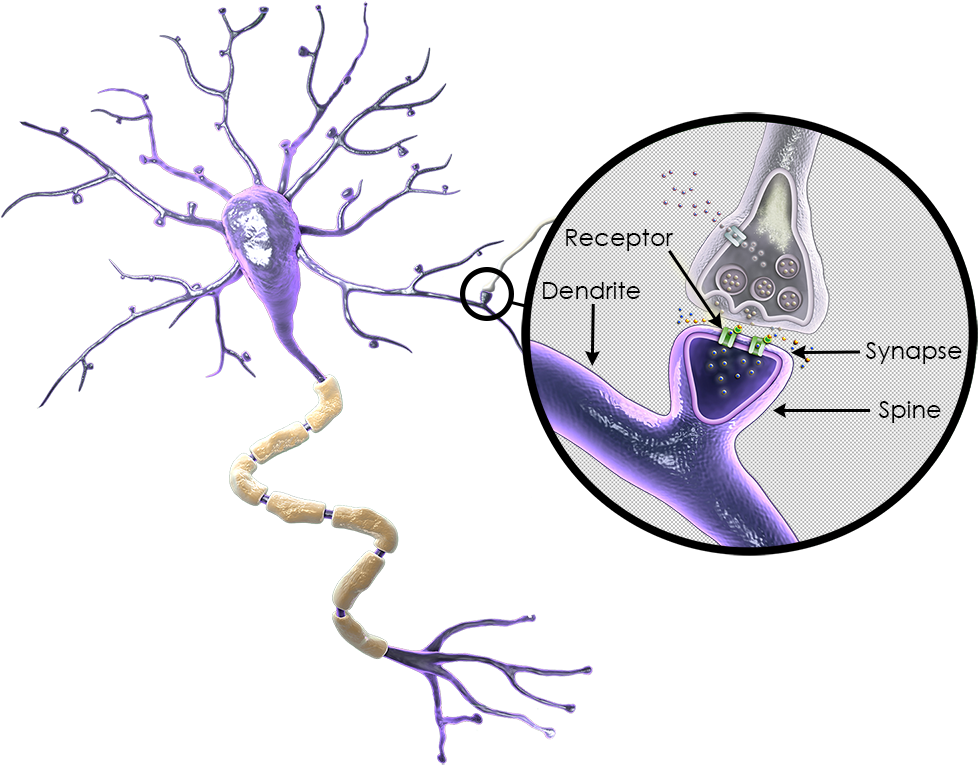 A) - - Neuron Upstream And Downstream (1000x783), Png Download