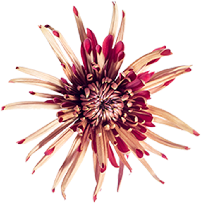 Bronze Fuji Cocoa Bronze Fuji Cocoa - Passion Flower (800x800), Png Download