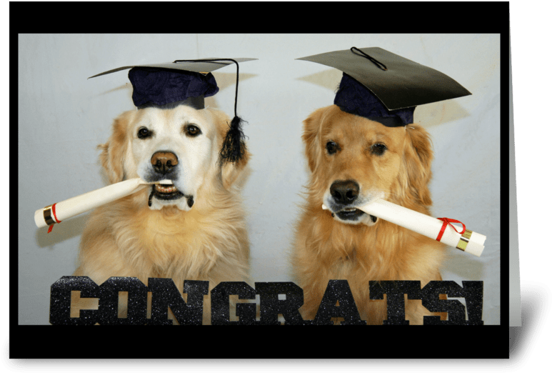 Congrats Grads - Golden Retriever (848x698), Png Download