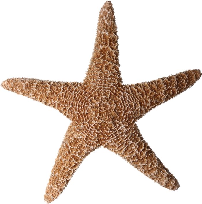 Starfish Png Pluspng - Stock Photography (800x788), Png Download