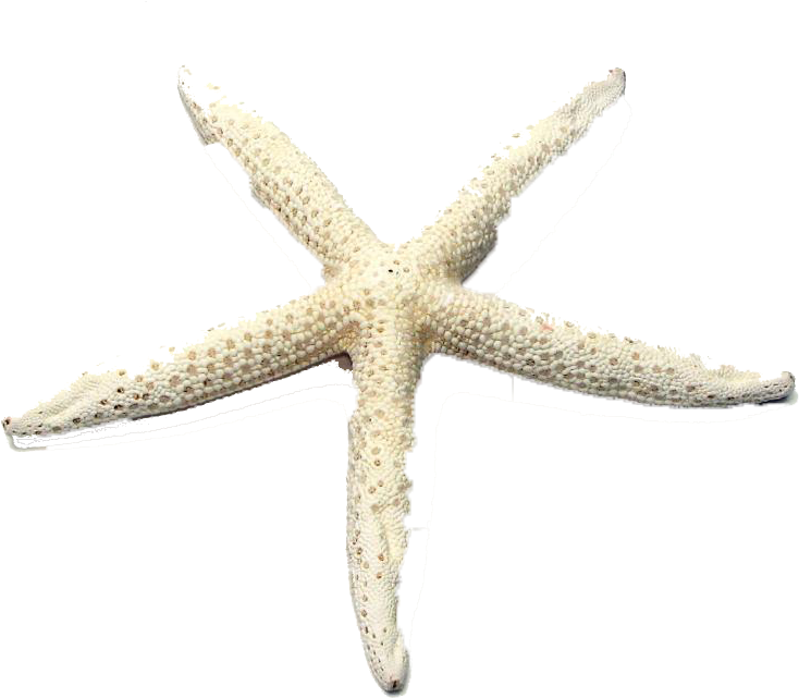 Starfish (970x776), Png Download